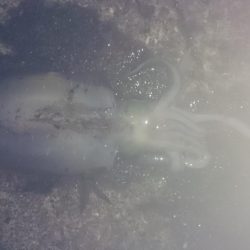 当たりが少なくしぶい日でした。