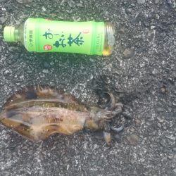 急に寒くなりましたが水温は、大丈夫そうです。