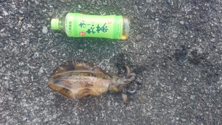 急に寒くなりましたが水温は、大丈夫そうです。