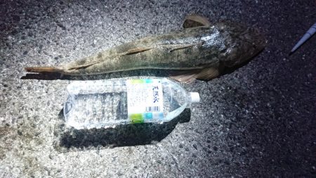 アオリイカとマゴチ