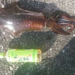 サイズアップしてきてますね！