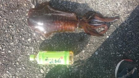 サイズアップしてきてますね！