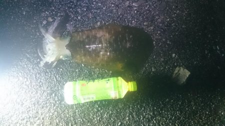 サイズアップしてきいてます。