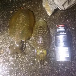 寒いけど行ってきました。