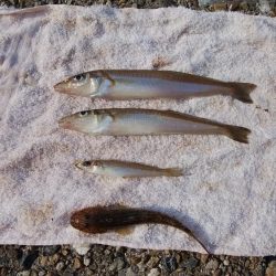 東二見水道で落ちギス釣り