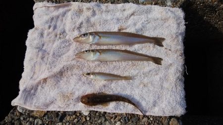 東二見水道で落ちギス釣り