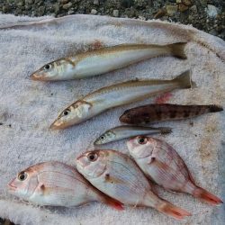 東二見水道でキス釣り