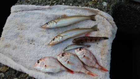 東二見水道でキス釣り