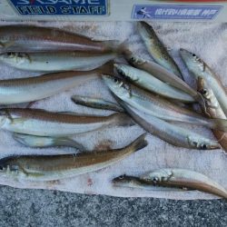 江井ヶ島漁港へ落ちギス釣査