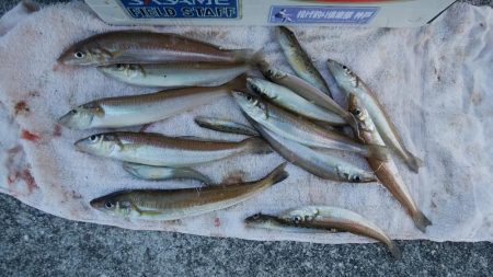 江井ヶ島漁港へ落ちギス釣査