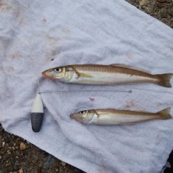 東二見水道へ落ちギス釣査