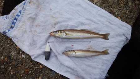 東二見水道へ落ちギス釣査
