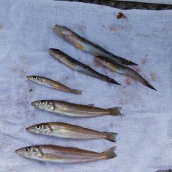 浦港でキス釣り