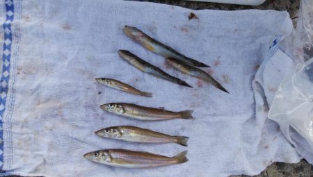 浦港でキス釣り