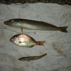 播磨新島・東二見水道共にキスが居ません