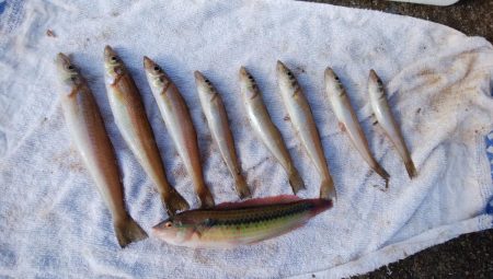 福良の深場でキス狙い