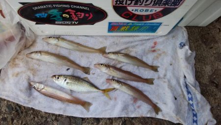 播磨新島で落ちギス釣り