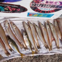 播磨新島へシーズンラスト釣行(・・?