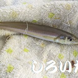 サバはもういない？投げ釣りだ！