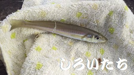 サバはもういない？投げ釣りだ！