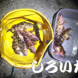 ガッシーが遊んでくれましたが、約２時間で終了。本命は別