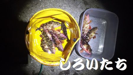 ガッシーが遊んでくれましたが、約２時間で終了。本命は別