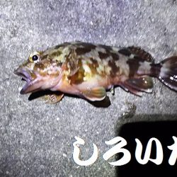 タチウオからの・・・
