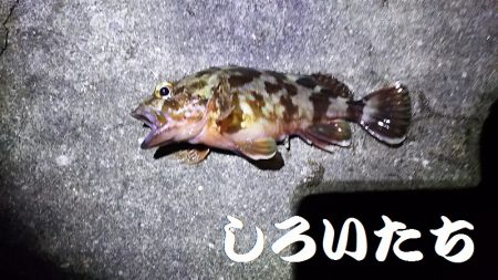 タチウオからの・・・