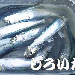 マイワシ、他、いろいろ釣れました！