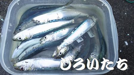 マイワシ、他、いろいろ釣れました！