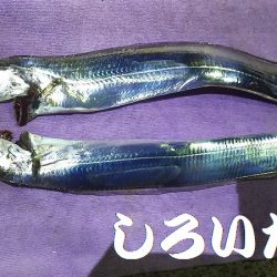 両親と今年最後？の釣り。