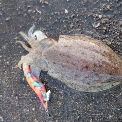 コウイカエギング