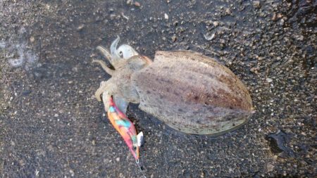 コウイカエギング