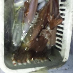 シーズン終了間際