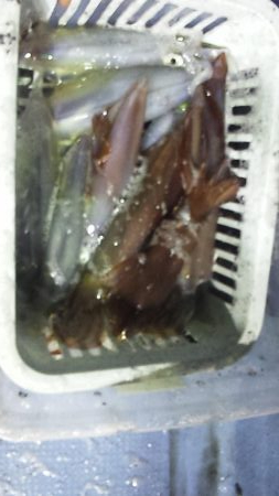 シーズン終了間際