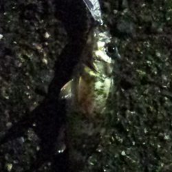 メバリング初挑戦