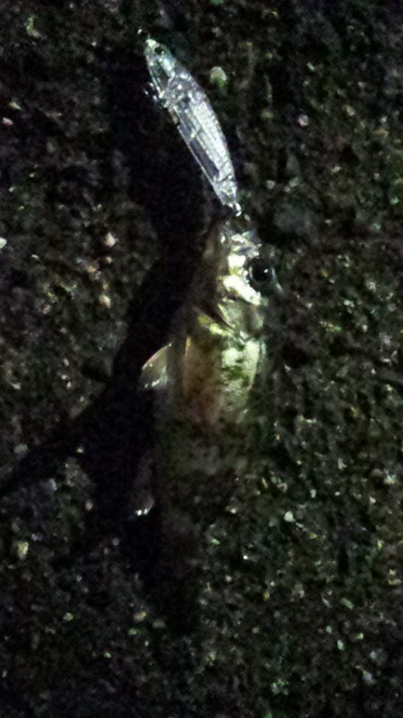 メバリング初挑戦