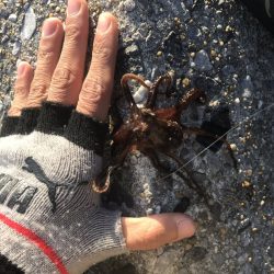 投げ釣りとロックフィッシュ