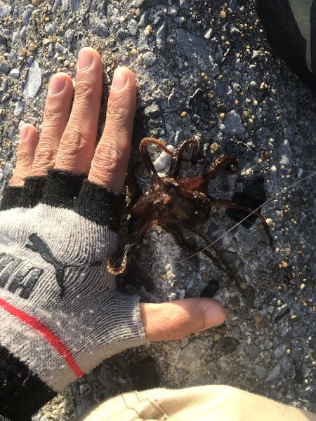 投げ釣りとロックフィッシュ