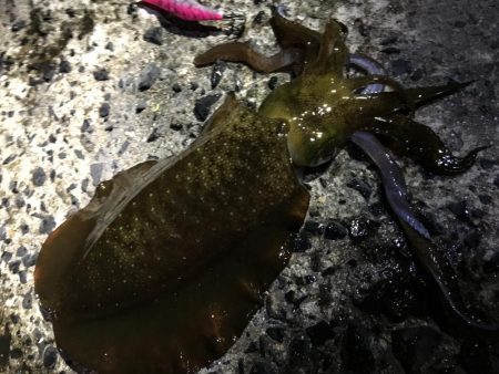 夜のエギング&ライトゲーム