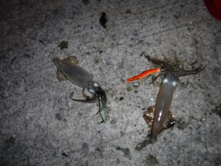 ヒイカエギング