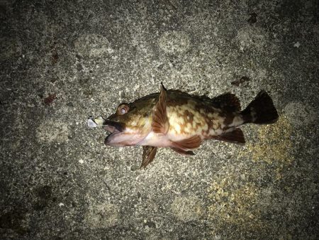 タチウオ釣りの余った餌で根ざかな釣り