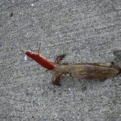 デイから夕まずめヒイカ