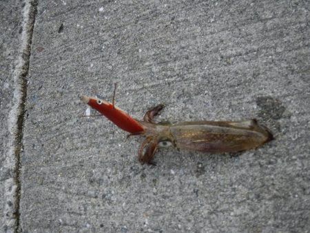 デイから夕まずめヒイカ