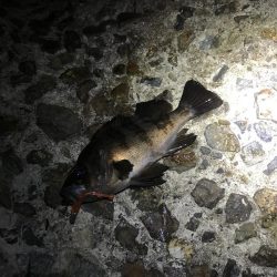 アジングリベンジ メバリング