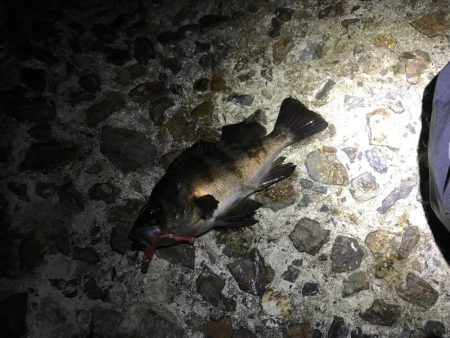 アジングリベンジ メバリング