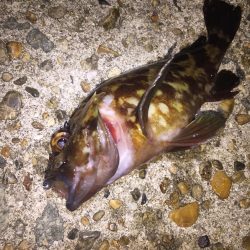 ガッシーは裏切らない!