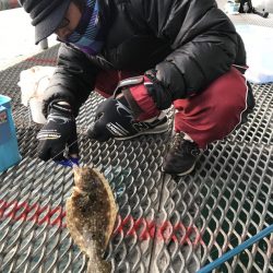 やっとノマセで