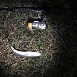 シーバスを求め