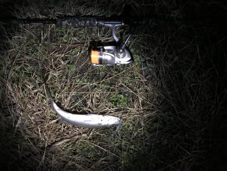 シーバスを求め